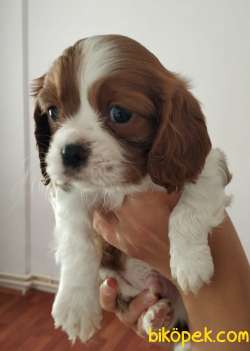 Küt Burun Cavalier King Charles Spaniel Bebeklerim 2