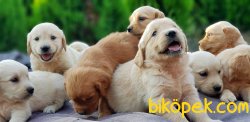 KÜT BURUN GOLDEN YAVRULAR 4