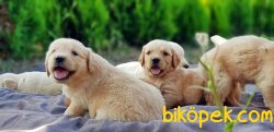 KÜT BURUN GOLDEN YAVRULAR 1