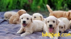 KÜT BURUN GOLDEN YAVRULAR 5