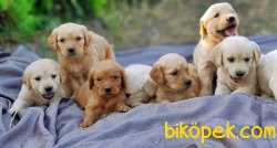 KÜT BURUN GOLDEN YAVRULAR 2