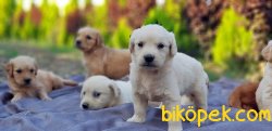 KÜT BURUN GOLDEN YAVRULAR 3