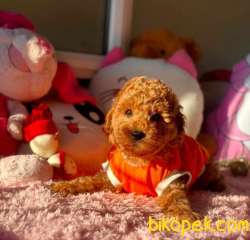 Küt Burun, Kore Kanı ToyPoodle Yavrumuz 2