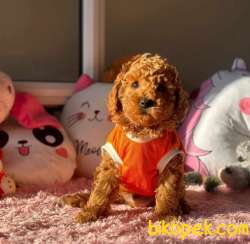 Küt Burun, Kore Kanı ToyPoodle Yavrumuz 1