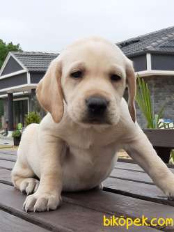 KÜT BURUN LABRADOR RETRIEVER YAVRULARI 2