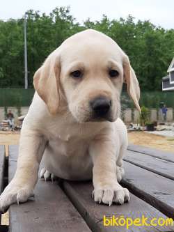 KÜT BURUN LABRADOR RETRIEVER YAVRULARI 1