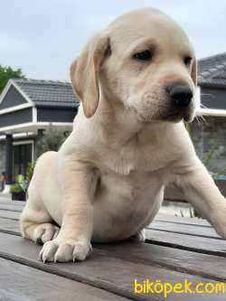 KÜT BURUN LABRADOR RETRIEVER YAVRULARI 3