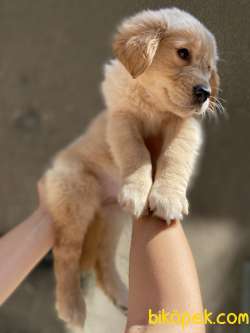 Küt Burun Orjinal Golden Retriever Benek 4
