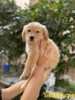Küt Burun Orjinal Golden Retriever Benek 2