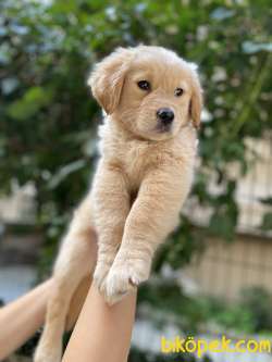 Küt Burun Orjinal Golden Retriever Benek 1