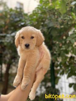 Küt Burun Orjinal Golden Retriever Benek 3