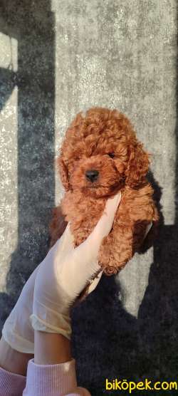 Küt Burun Red ToyPoodle Yavrularımız 3