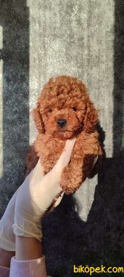 Küt Burun Red ToyPoodle Yavrularımız