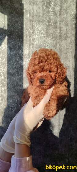 Küt Burun Red ToyPoodle Yavrularımız 5