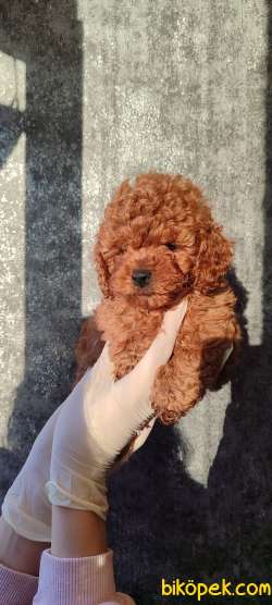 Küt Burun Red ToyPoodle Yavrularımız 2