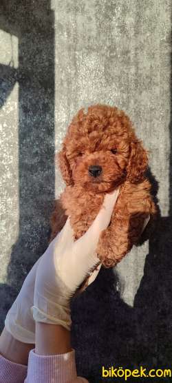 Küt Burun Red ToyPoodle Yavrularımız 4