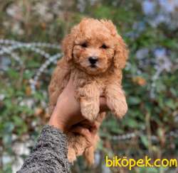 KÜT BURUN TOY POODLE YAVRUMUZ 1