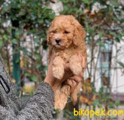 KÜT BURUN TOY POODLE YAVRUMUZ 2