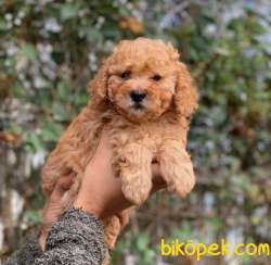 KÜT BURUN TOY POODLE YAVRUMUZ 3