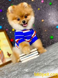 Küt Burun Yapısına Sahip 3 Aylik Pomeranian Boo 1