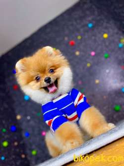 Küt Burun Yapısına Sahip 3 Aylik Pomeranian Boo 2