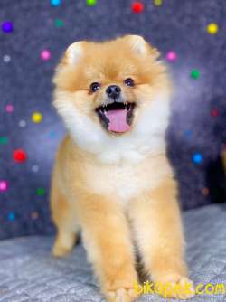 Küt Burun Yapısına Sahip 3 Aylik Pomeranian Boo 4