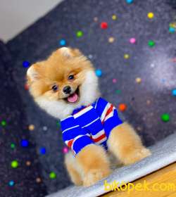Küt Burun Yapısına Sahip 3 Aylik Pomeranian Boo 3