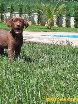 LABRADO RETRİEVER YAVRULARI 4