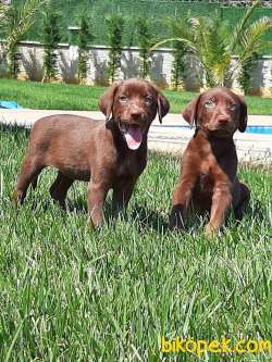 LABRADO RETRİEVER YAVRULARI 3