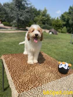 Labradoodle Bebeklerimiz Turkiyede Tek 1