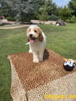 Labradoodle Bebeklerimiz Turkiyede Tek 2