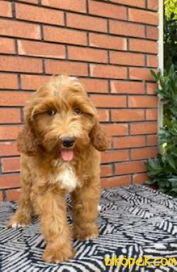 LABRADOODLE  BERNEDOODLE GOLDENDOODLE YAVRULAR 2