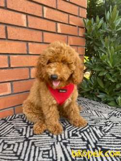 LABRADOODLE  BERNEDOODLE GOLDENDOODLE YAVRULAR 1