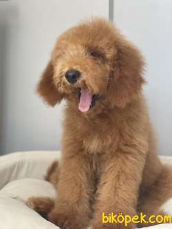 Labradoodle Medium Ve Dev Pati Dizayn Irk Türkiyede Tek 1