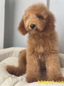 Labradoodle Medium Ve Dev Pati Dizayn Irk Türkiyede Tek 4