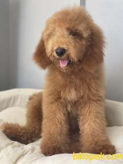 Labradoodle Medium Ve Dev Pati Dizayn Irk Türkiyede Tek 2
