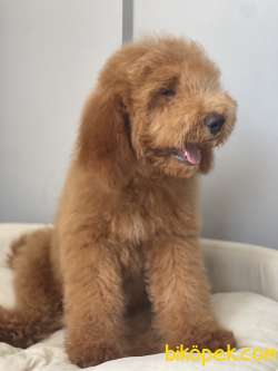 Labradoodle Medium Ve Dev Pati Dizayn Irk Türkiyede Tek 3