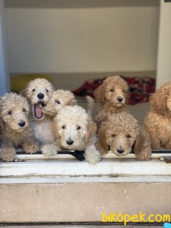 Labradoodle Nadir Dizayn Irk Ithal 1