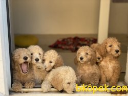 Labradoodle Nadir Dizayn Irk Ithal 2