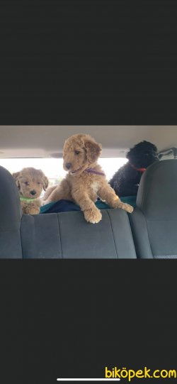 Labradoodle Türkiyede Nadir Dizayn Irk 2