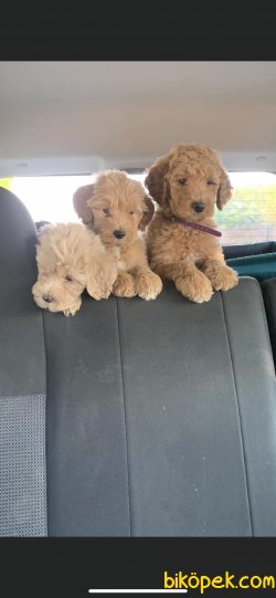 Labradoodle Türkiyede Nadir Dizayn Irk 4