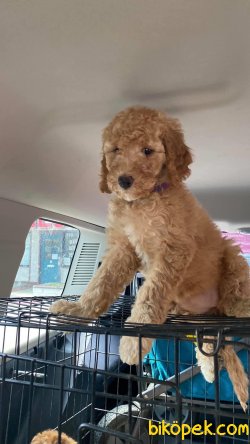 Labradoodle Türkiyede Nadir Dizayn Irk 1