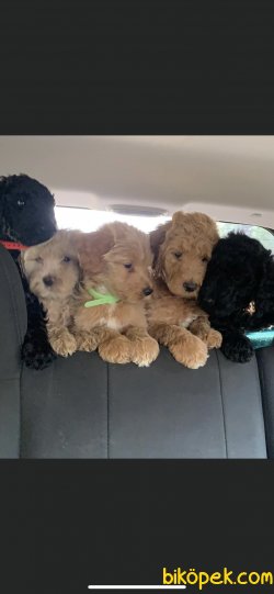 Labradoodle Türkiyede Nadir Dizayn Irk 3