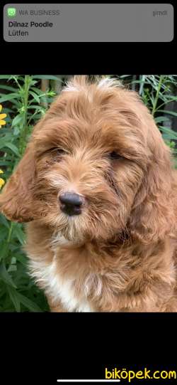 Labradoodle Türkiyede Orjinal Ve Irk Garantili 2