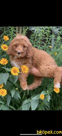 Labradoodle Türkiyede Orjinal Ve Irk Garantili 1