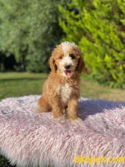 LABRADOODLE Goldendoodle YAVRULARIMIZ 1