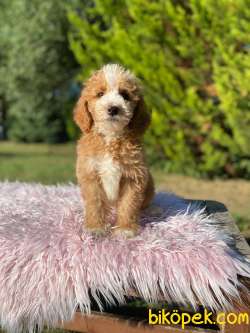 LABRADOODLE Goldendoodle YAVRULARIMIZ 3
