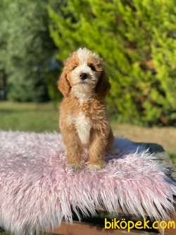LABRADOODLE Goldendoodle YAVRULARIMIZ 2