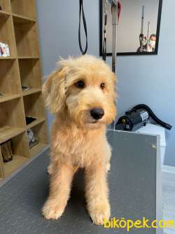 Labradoodle Yavrularımız 3