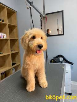 Labradoodle Yavrularımız 2